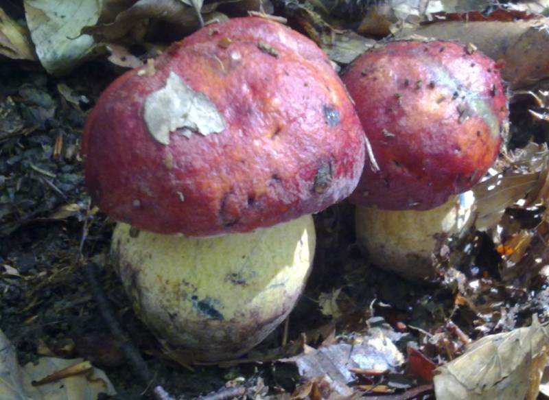 Butyriboletus pseudoregius