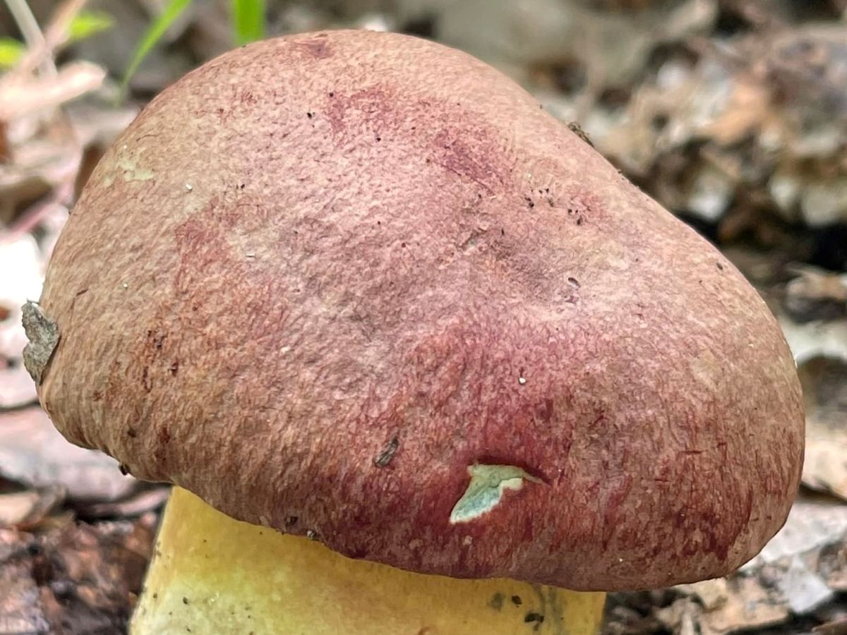 Butyriboletus pseudoregius