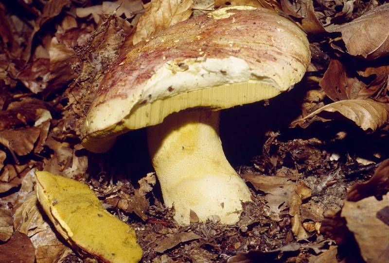 Butyriboletus regius