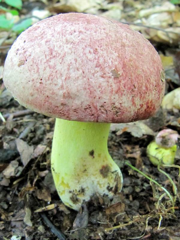 Butyriboletus regius