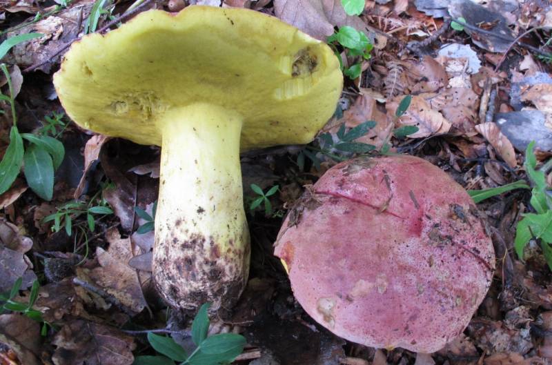 Butyriboletus regius