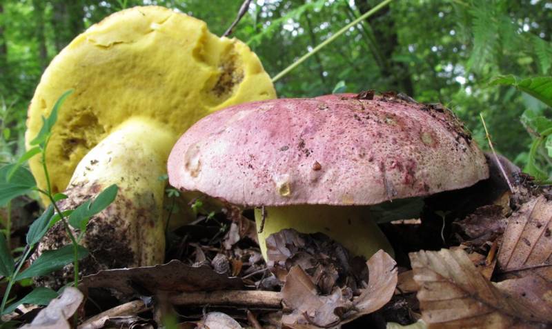 Butyriboletus regius