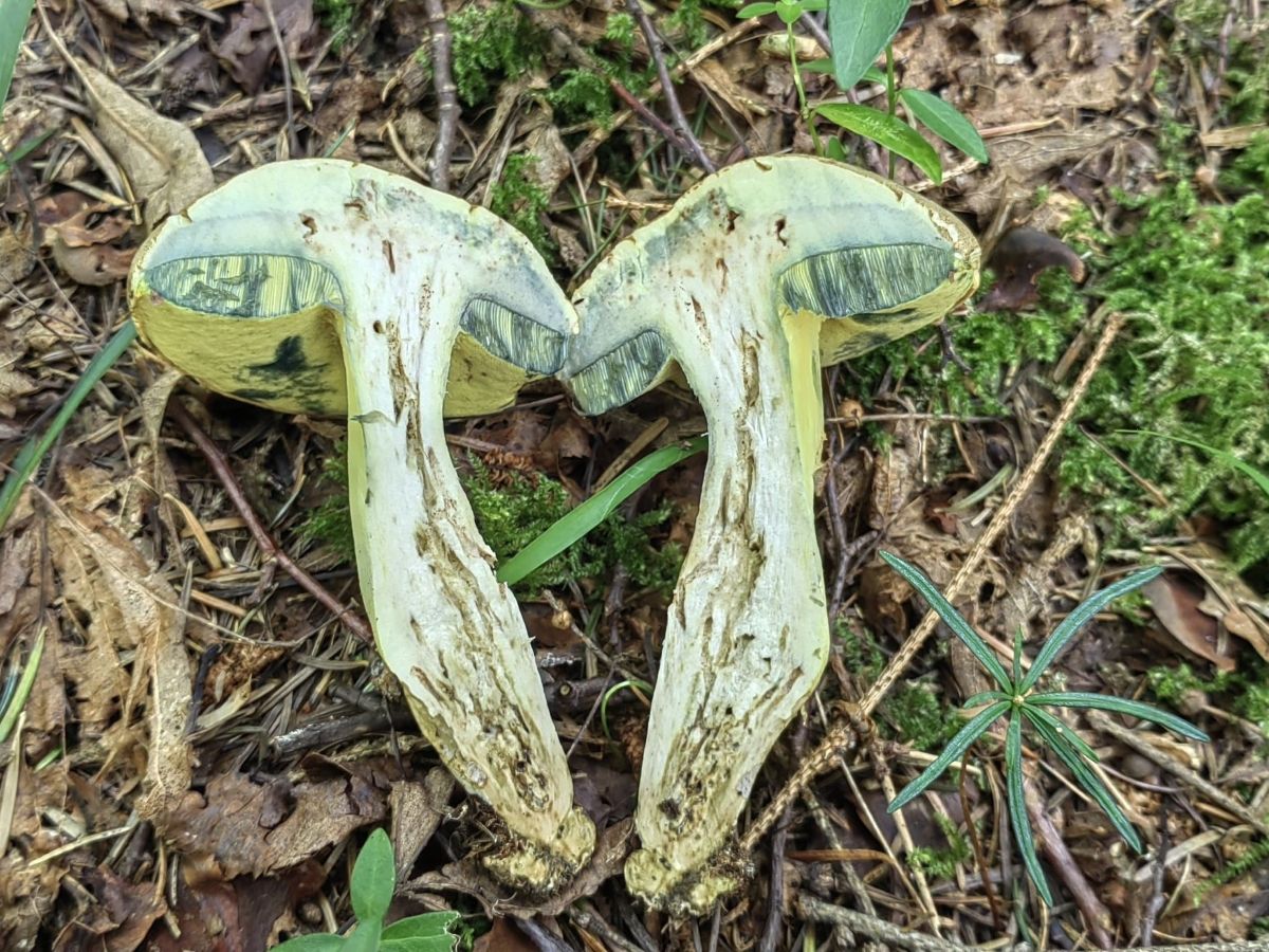 Butyriboletus roseogriseus