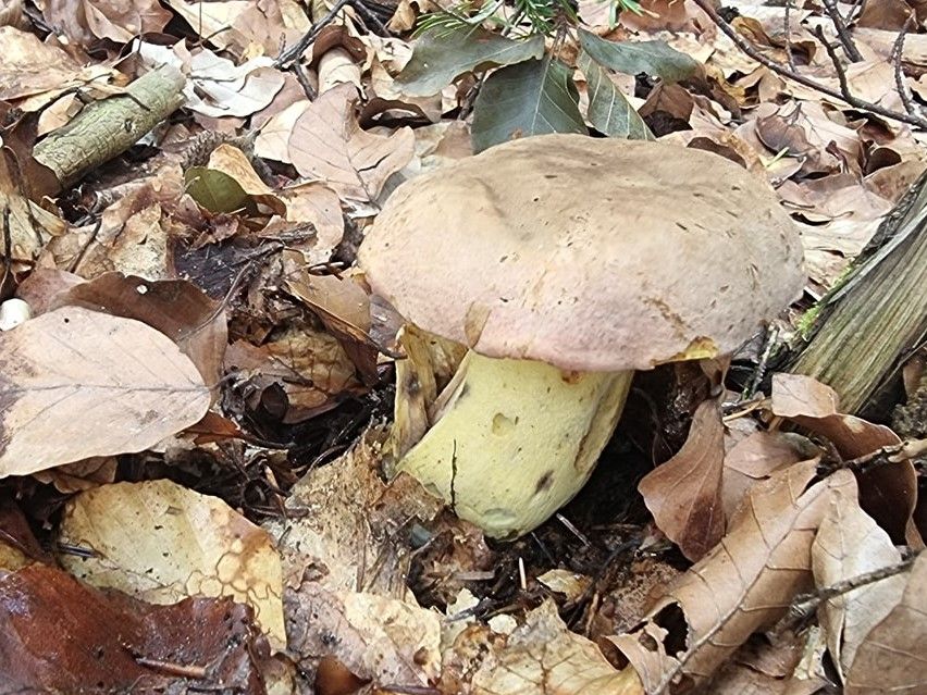 Butyriboletus roseogriseus