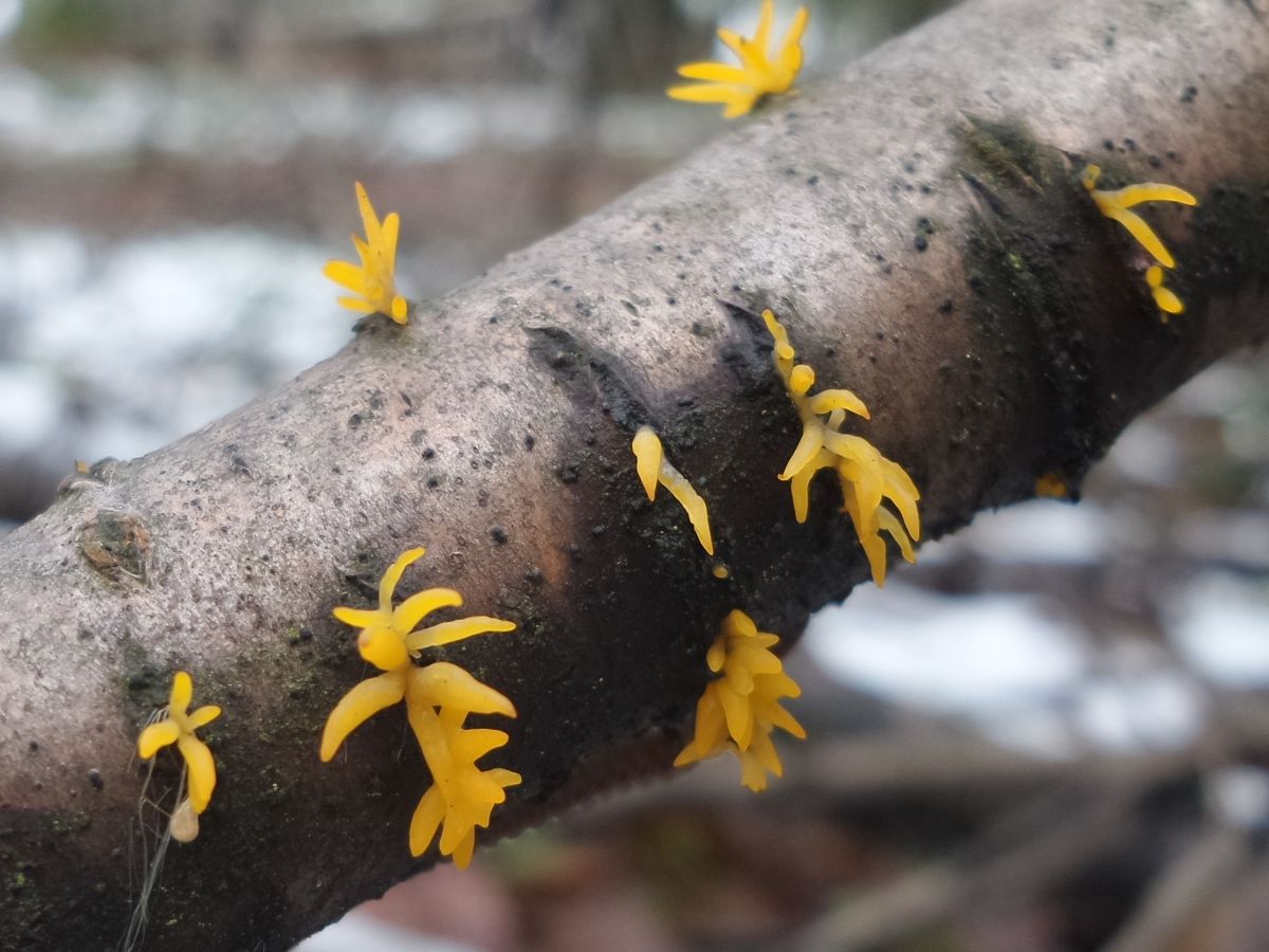 Calocera cornea