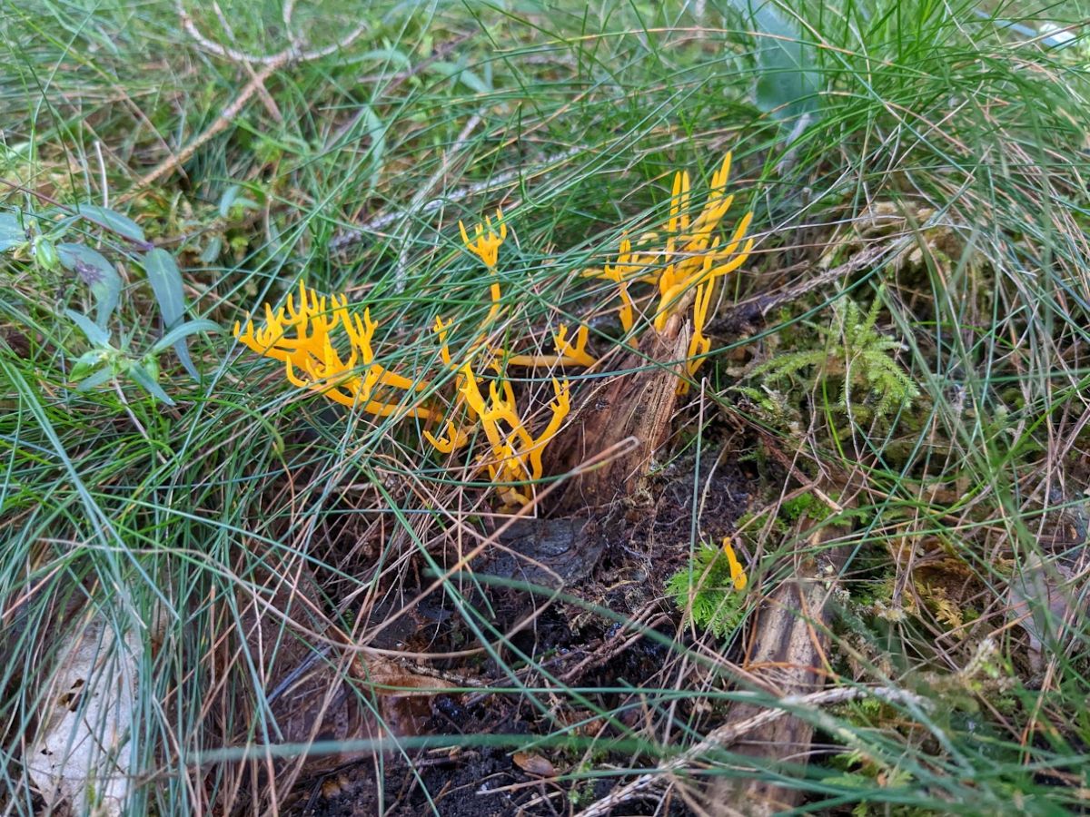 Calocera viscosa