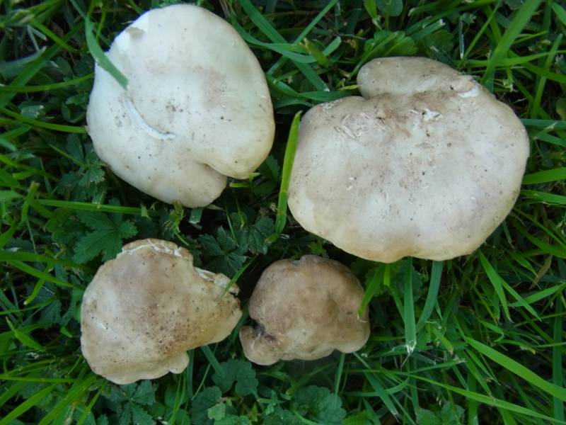 Calocybe gambosa