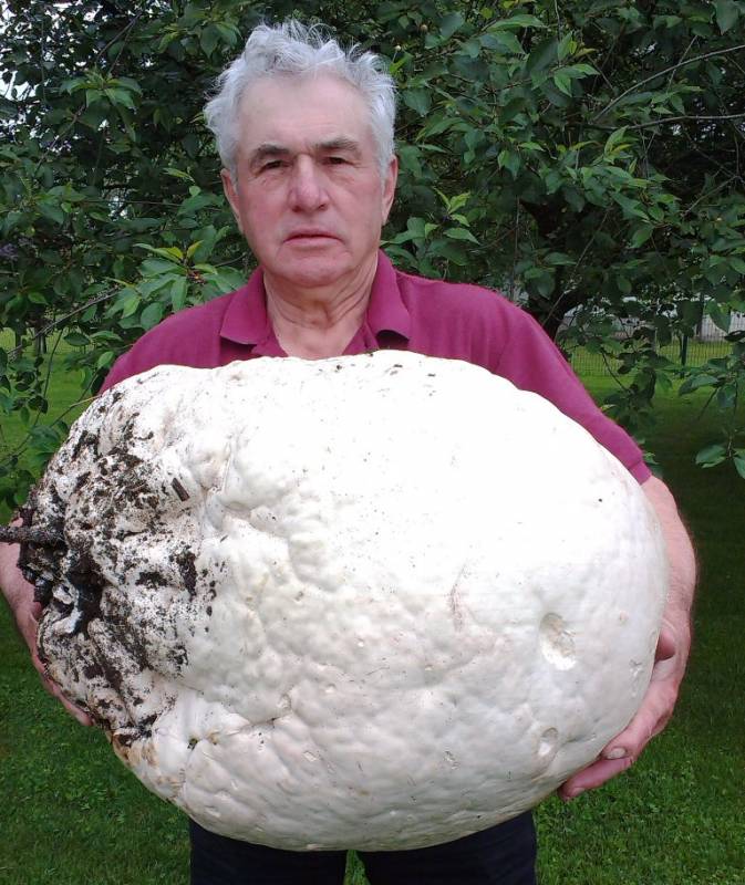 Calvatia gigantea