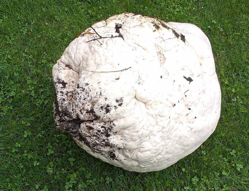 Calvatia gigantea