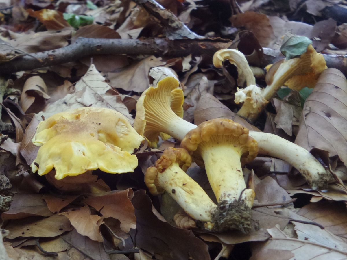 Cantharellus amethysteus