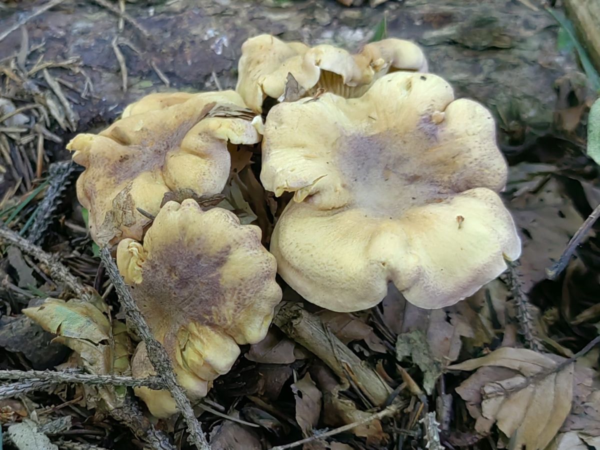 Cantharellus amethysteus