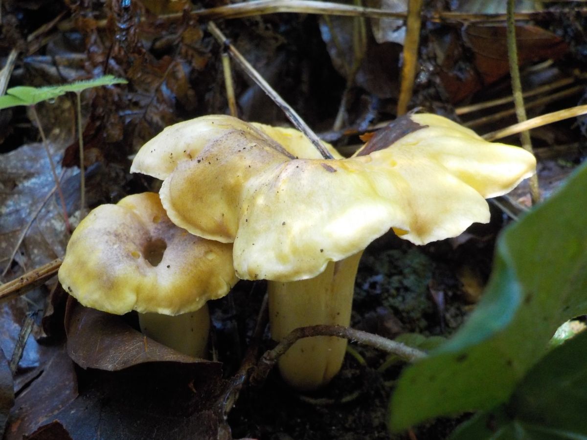 Cantharellus amethysteus