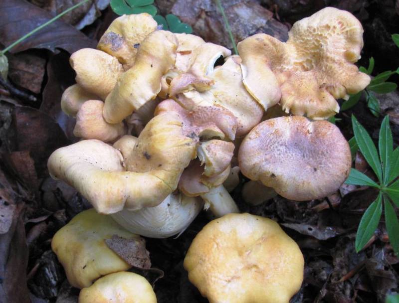 Cantharellus amethysteus