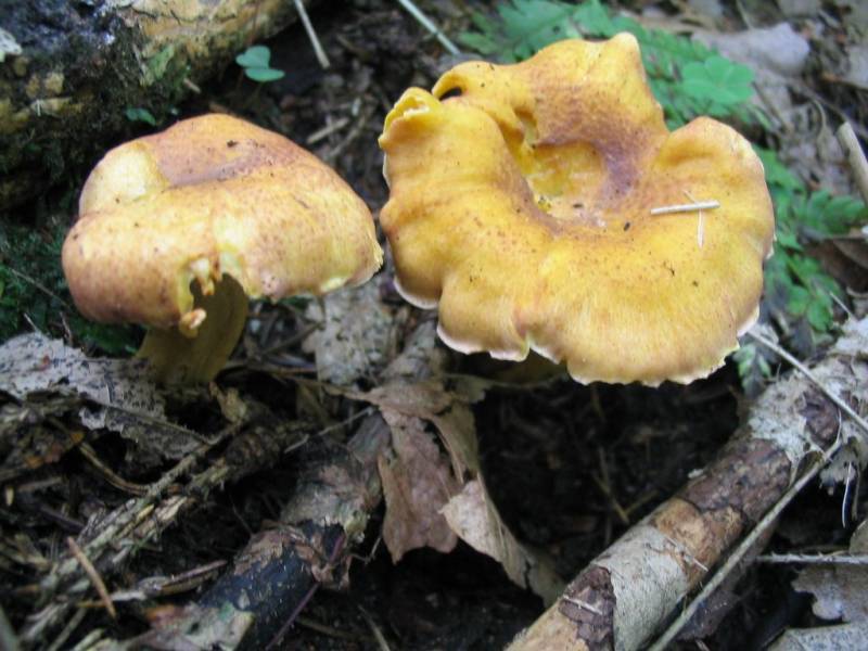 Cantharellus amethysteus