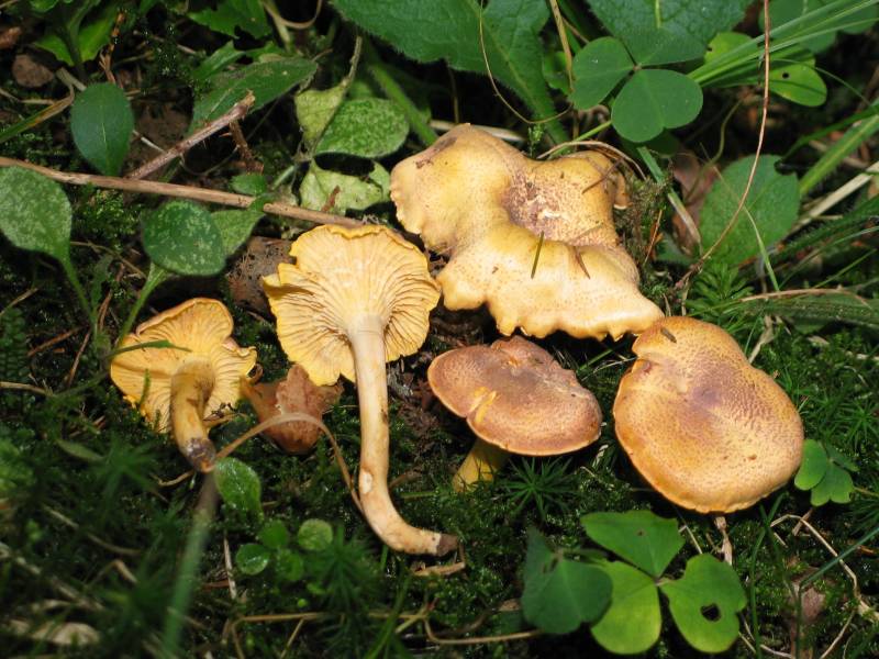 Cantharellus amethysteus