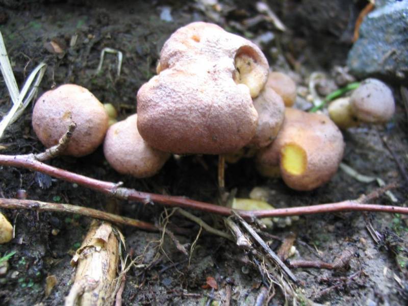 Cantharellus amethysteus