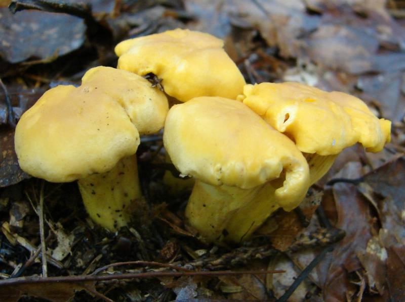 Cantharellus cibarius