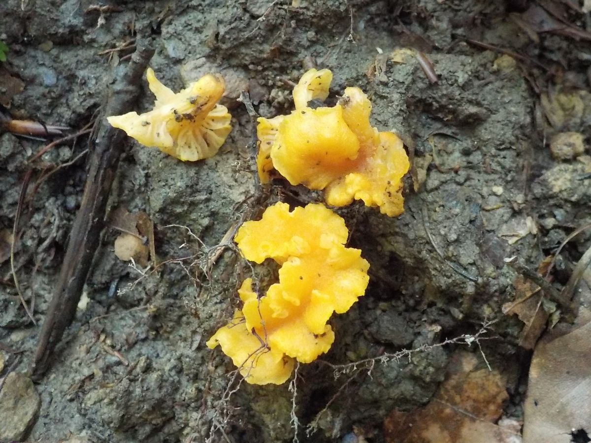 Cantharellus friesii