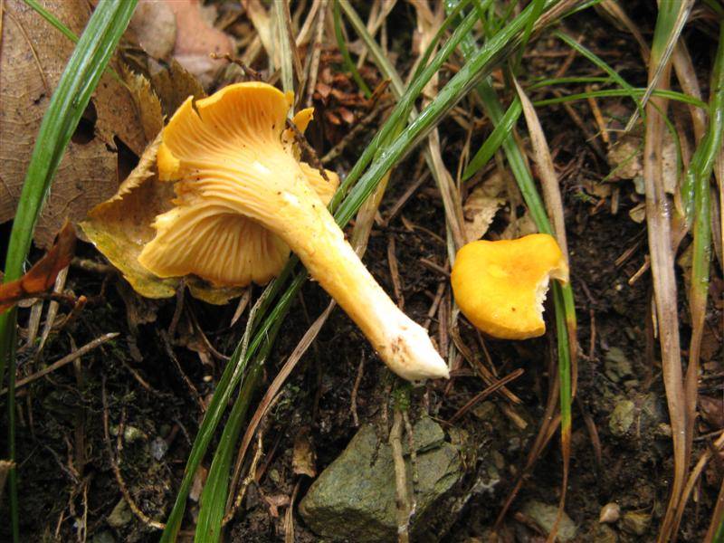 Cantharellus friesii