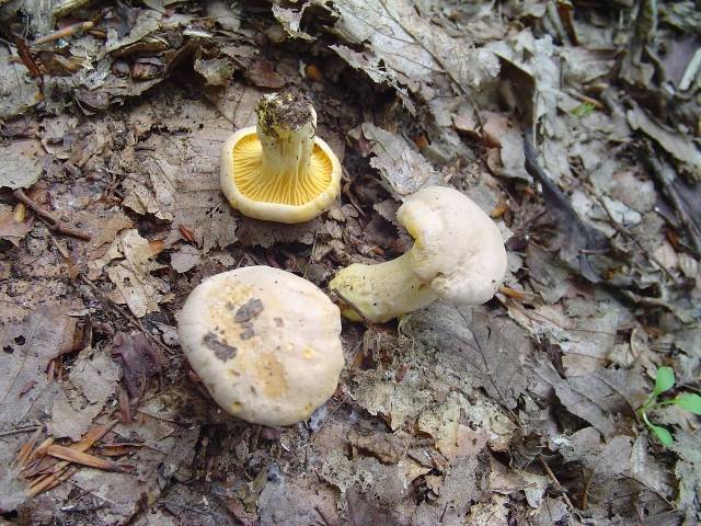 Cantharellus pallens