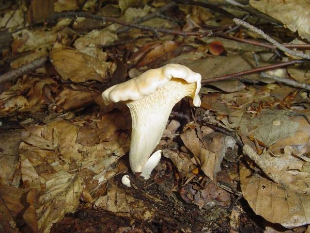 Cantharellus pallens