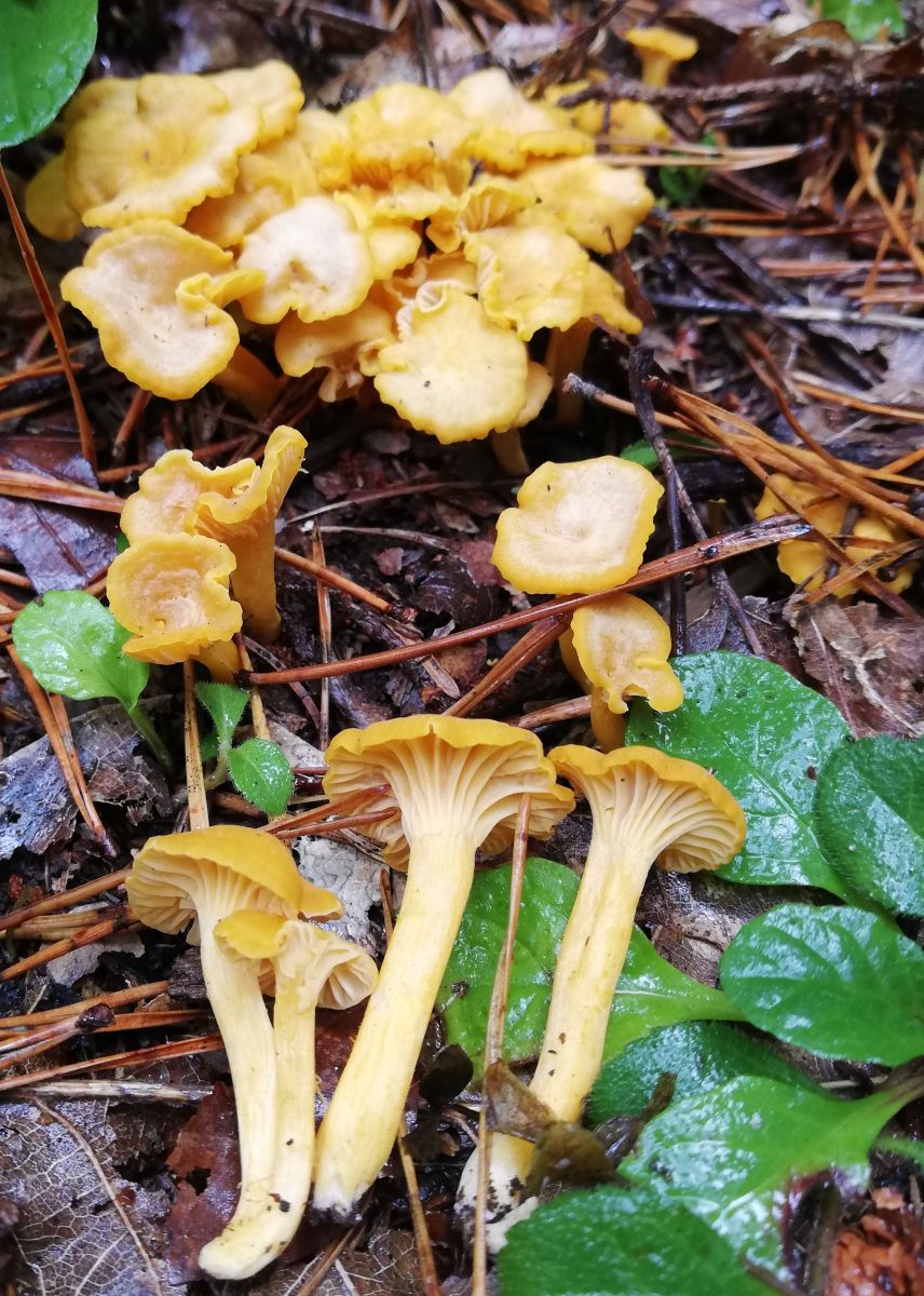 Cantharellus romagnesianus