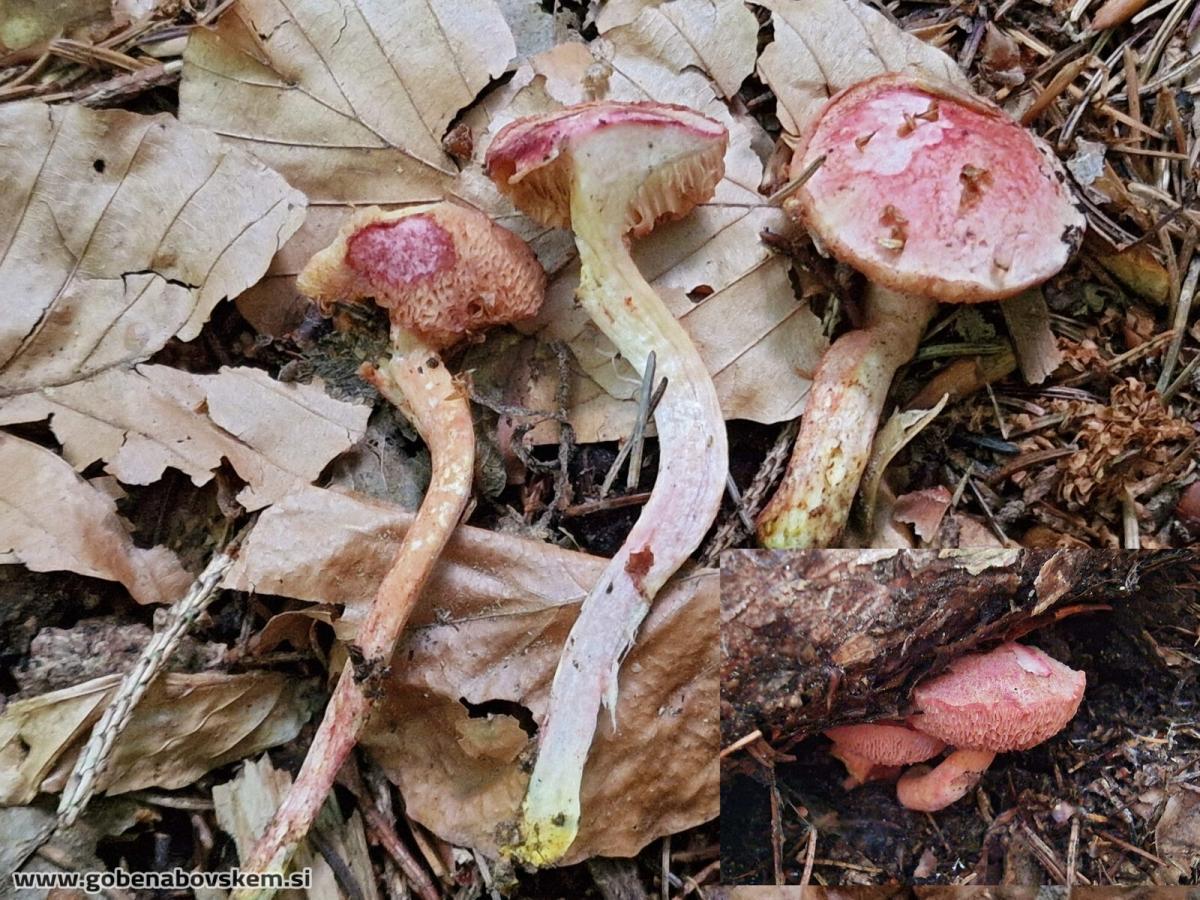 Chalciporus rubinus