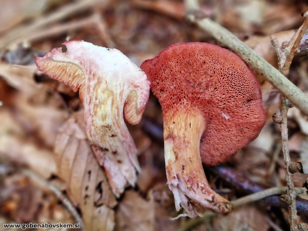 Chalciporus rubinus