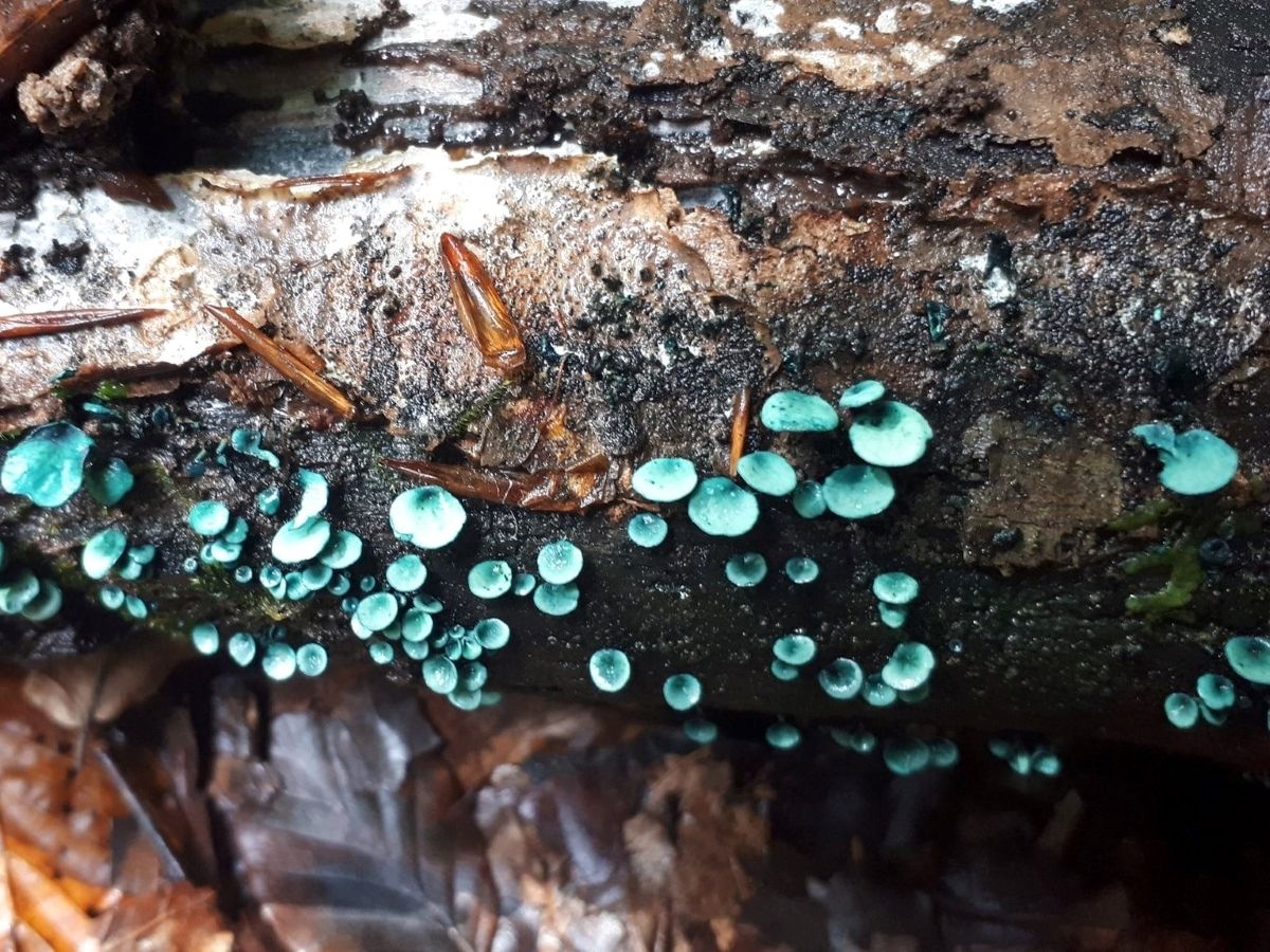 Chlorociboria aeruginascens