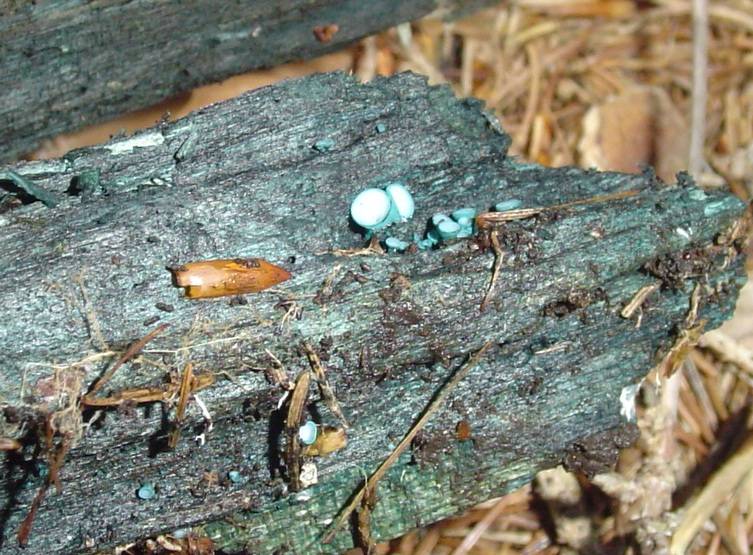 Chlorociboria aeruginosa