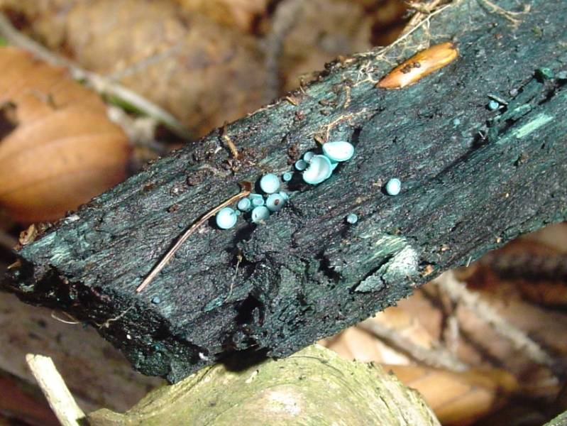 Chlorociboria aeruginosa