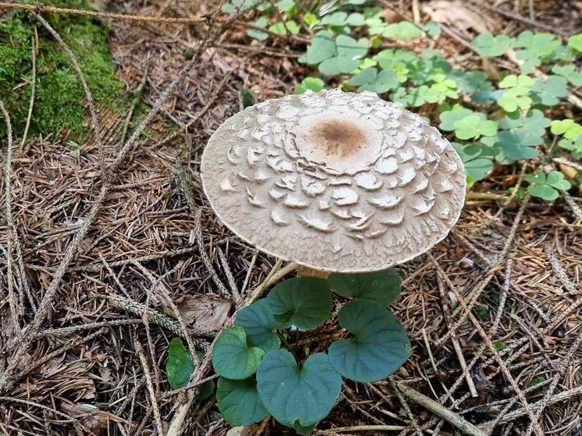 Chlorophyllum olivieri