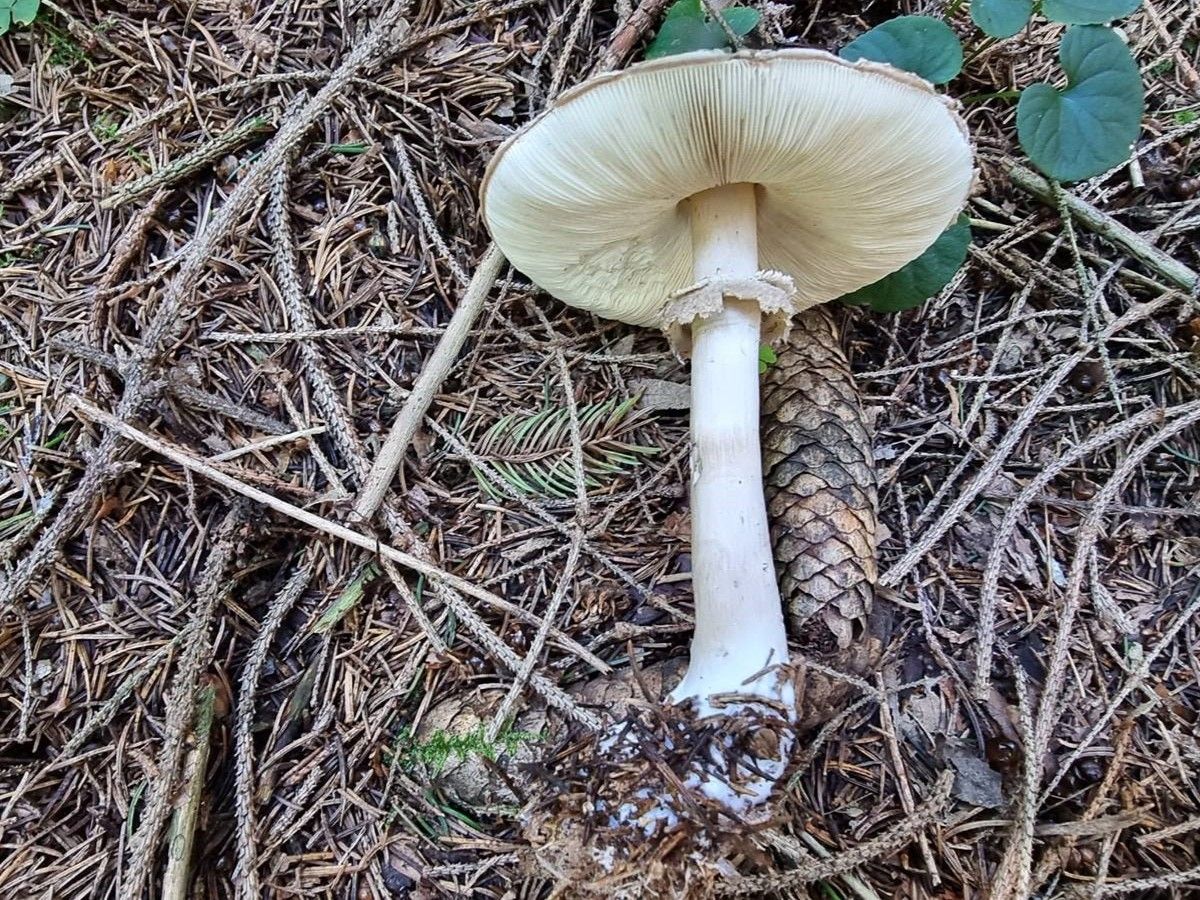 Chlorophyllum olivieri