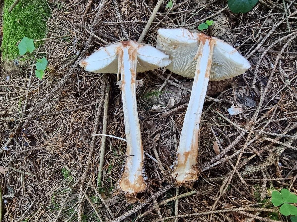 Chlorophyllum olivieri