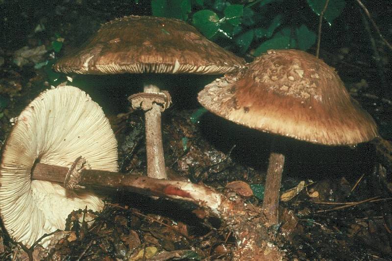 Chlorophyllum rhacodes