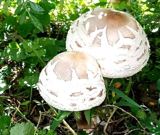 Chlorophyllum rhacodes