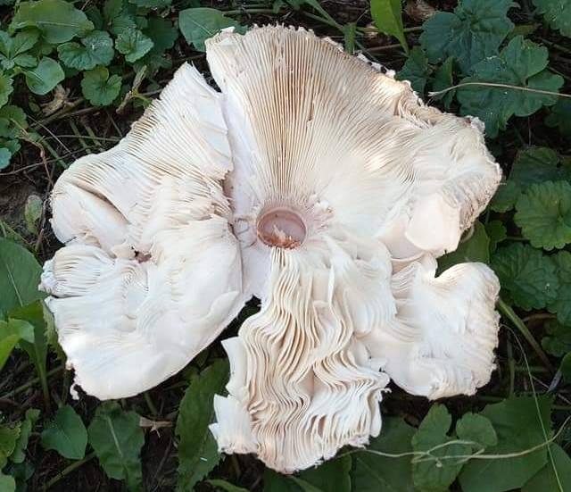 Chlorophyllum rhacodes