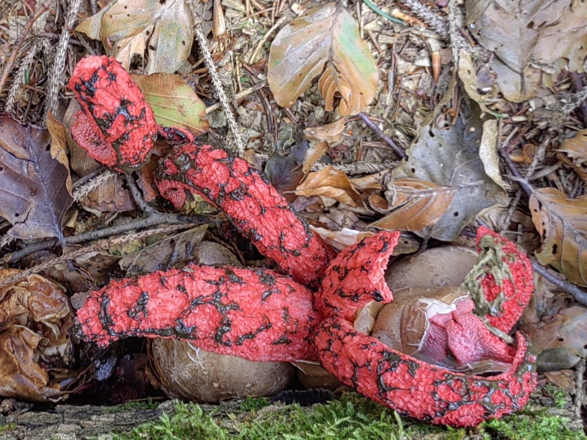 Clathrus archeri