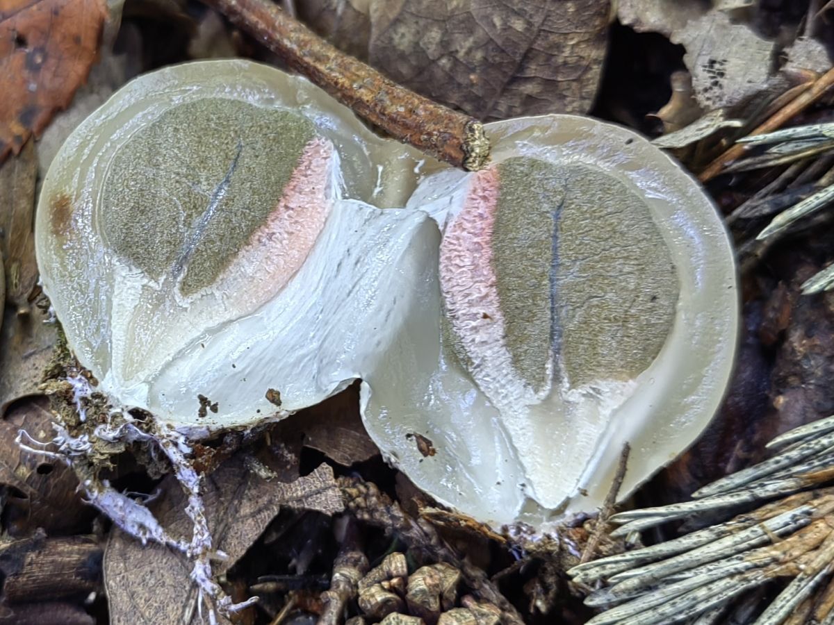 Clathrus archeri