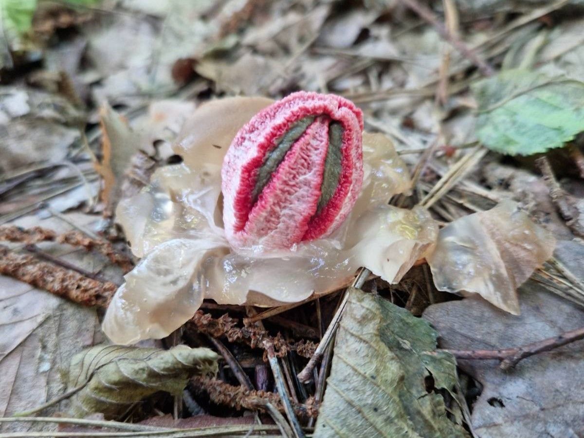 Clathrus archeri