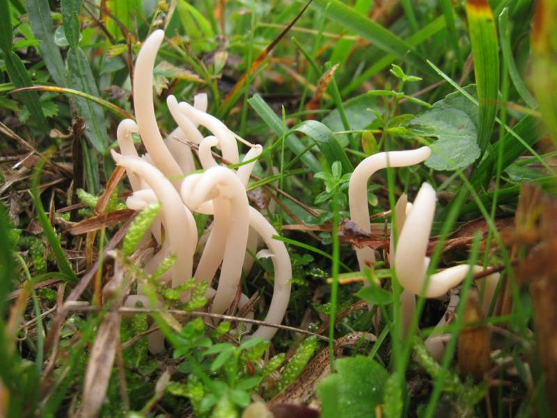 Clavaria fragilis