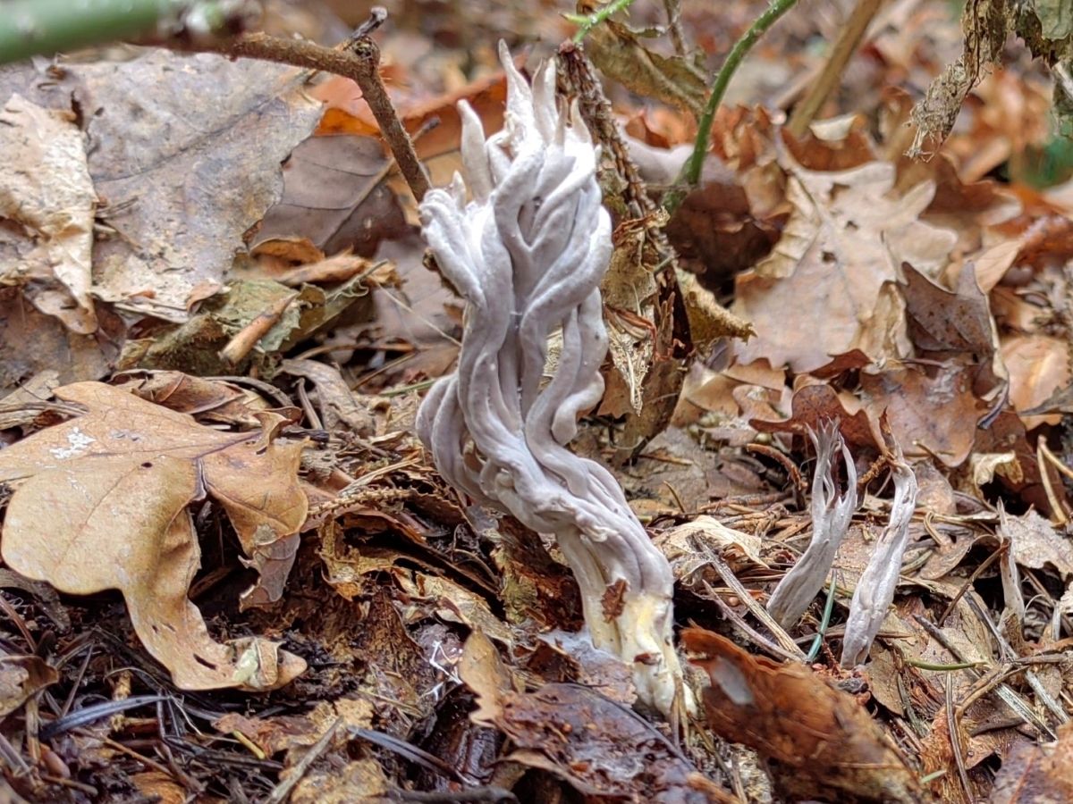 Clavulina cinerea