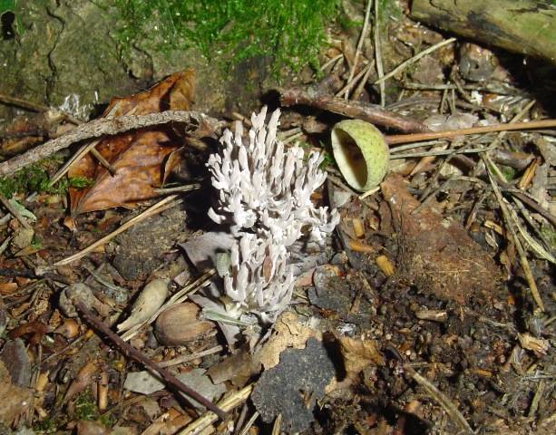 Clavulina cinerea