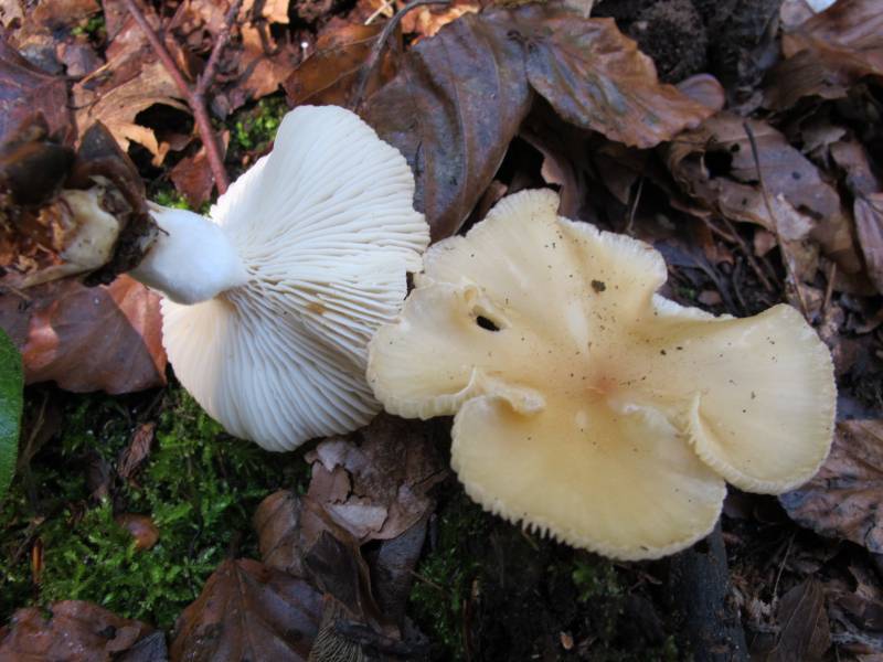 Clitocybe agrestis