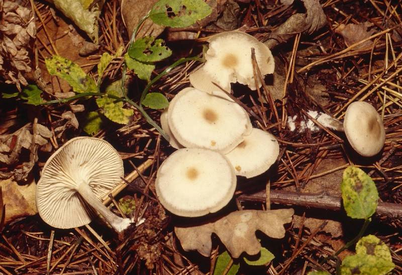 Clitocybe metachroa