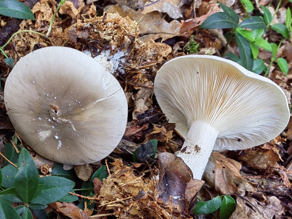 Clitocybe nebularis