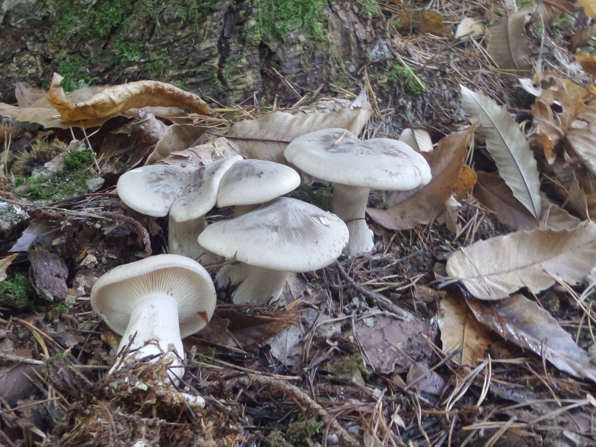 Clitocybe nebularis