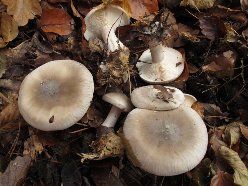 Clitocybe nebularis