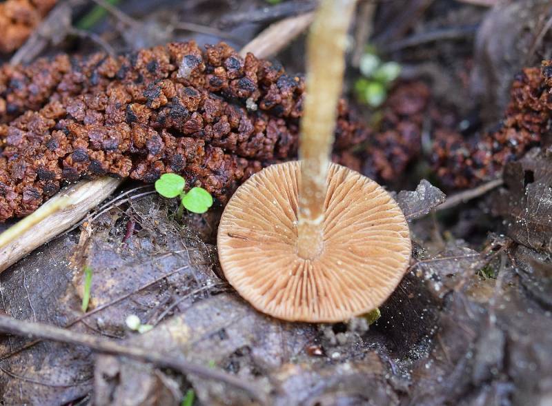 Conocybe aporos