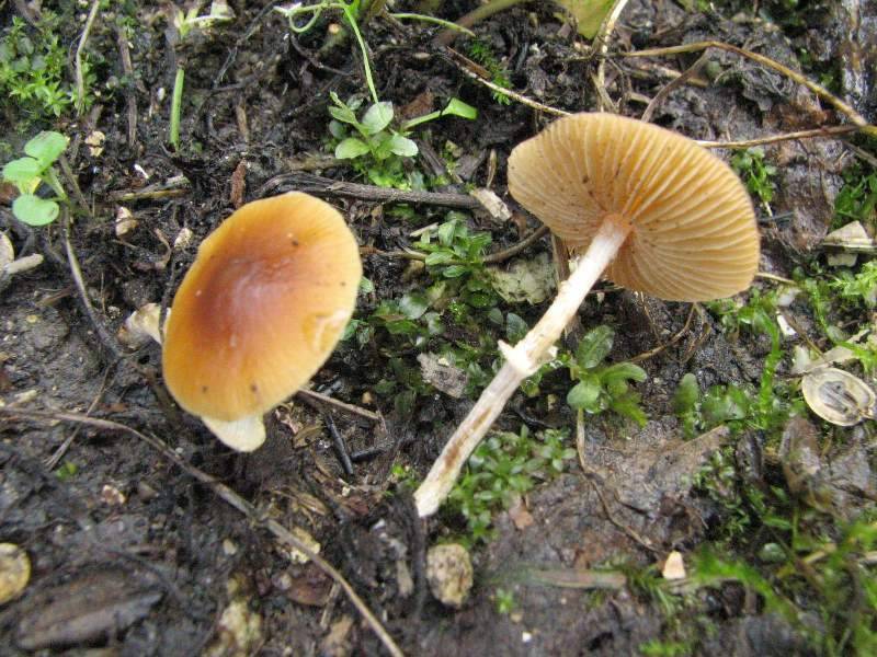 Conocybe arrhenii